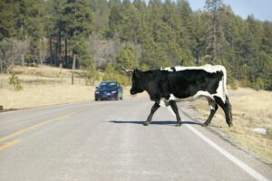 Black and white cow wandering into the path of an oncoming car